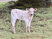 Run Away Raven/Cinch Bull 26