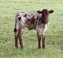 Fergi/Cowboy Bull 26