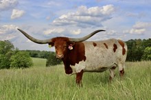 HL Kangaroo Kate