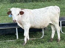 2025 Bull (Anabelle)