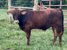 2025 Bull (Sandy Pants)