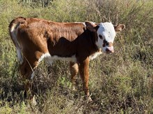 Holly F1 Heifer 26