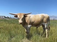 Hottie bull 24