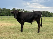CK Bee's Bit O Honey X Shiloh Chex 005 bull
