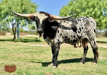 4C IRON KNIGHT "BIG TEX"