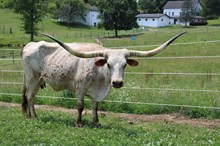 MOOBELLINE