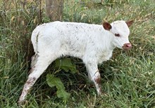 2026 Heifer (Cindy Lou)