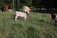 Firewater Bull Calf