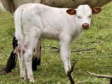 DB Spokesman’s Panda x DB Iron Sniper Heifer