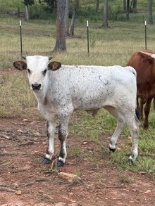 Classey Darlin' Bull Calf