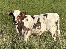 2026 Heifer (Feather Indian)