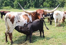 CHECKIN IRON