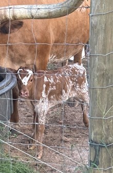 W/50 heifer