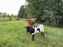 HLR Twist With Me