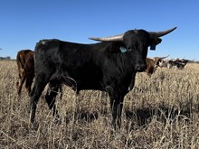Calf 16