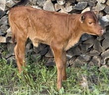 Summer Bliss Heifer