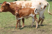 Meadow Green Miss Rio heifer- 2026