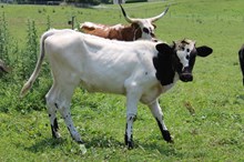 Dress Da Dozer heifer- 2026