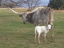 Awesome Zowie 2020 Heifer