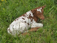 CWR FRENCHIE