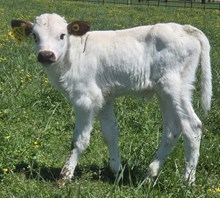 25 Stray Kitty Bull