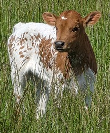 26 Fannie Jack Heifer