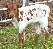 26 Dotz Crown Bull
