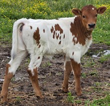 26 Blue Feather Heifer