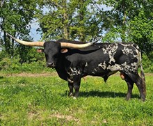M7 Casino Cowboy