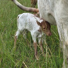 Bull calf trish