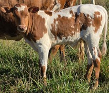 26 Charlie Sweet Cheeks bull