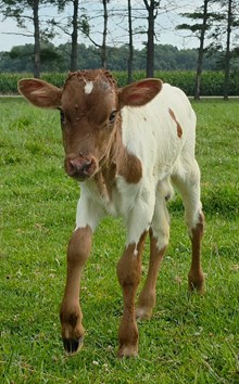 26 Tack x Wildfire Bull
