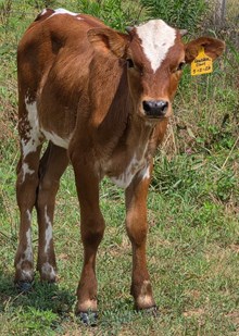 26 Clout x Legendz heifer