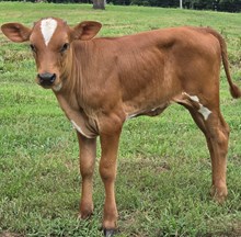 26 Harmony Legendz heifer