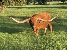LF Midnight Daisy