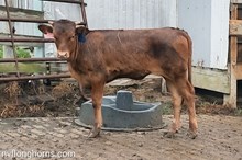 Heifer