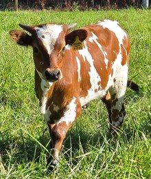 26 Legendz Super Heifer
