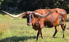 DB Rural’s Jam