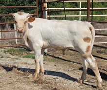 26 N8ive Wings Bull