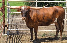 SDR Notoriously Altha