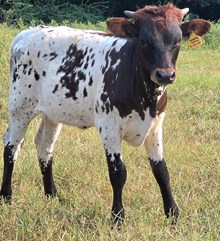26 Marie x Legendz heifer