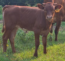 26 Smiles Legendz heifer