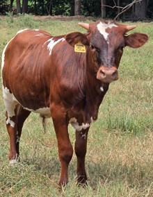 26 Jam x Legendz bull
