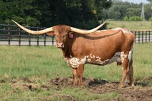 DH Dixie 31/3