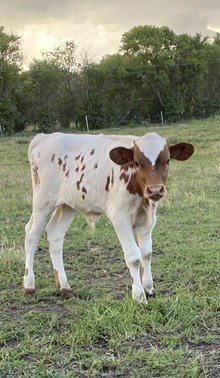 SC COWTOWN JOHNNY RINGO