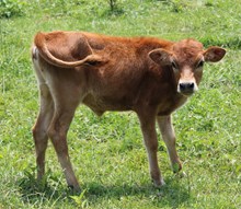Candi heifer- 2026
