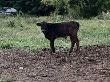 Novas Raggity Ann 2025 bull calf