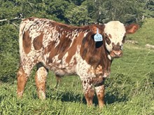 2026 Bull (Skedaddle)