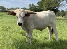 JUICE'S BULL 44