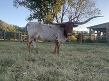 Country Mellow